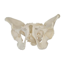 Composition of the pelvis - pelvic bone structure - male and female pelvis model